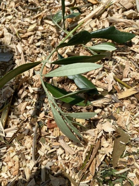 Agrinova ZA350-B2-AS ZAKANDRA Benzinli Dal Öğütme Makinesi