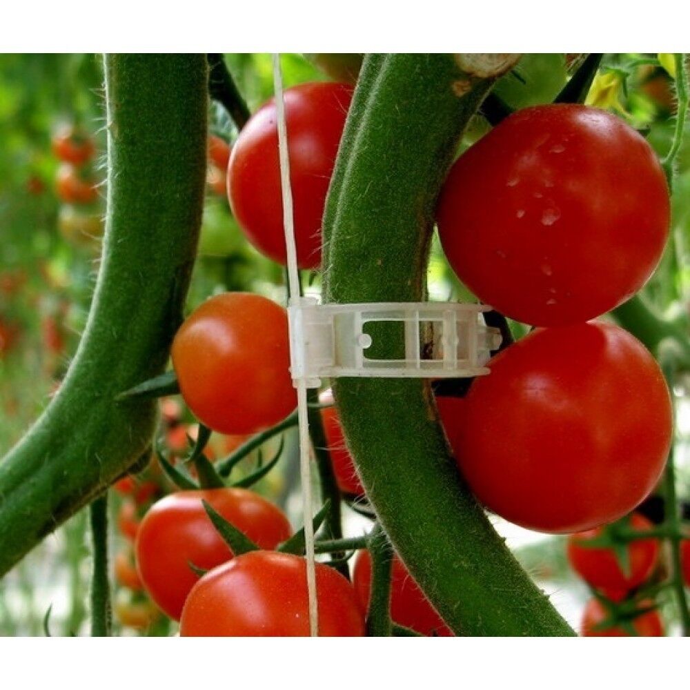 Cmr Domates Klipsi Şeffaf 25mm 1000 Adet