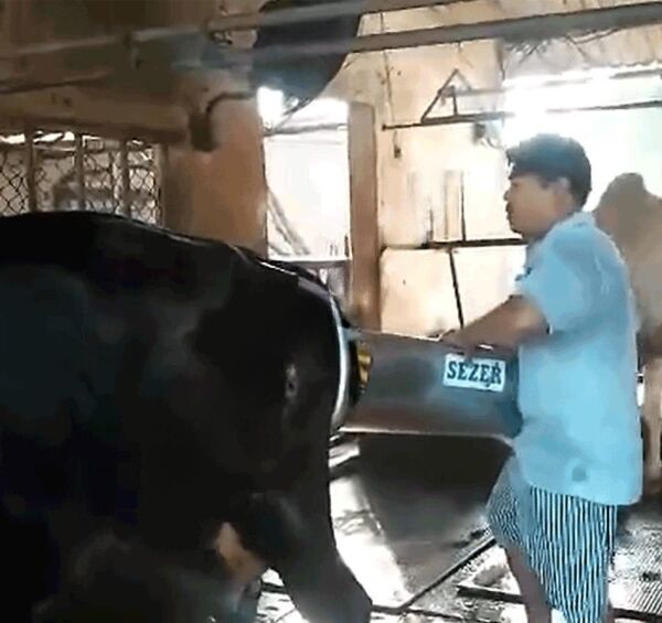 Sezer İnek Doğum Arabası