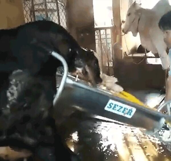 Sezer İnek Doğum Arabası