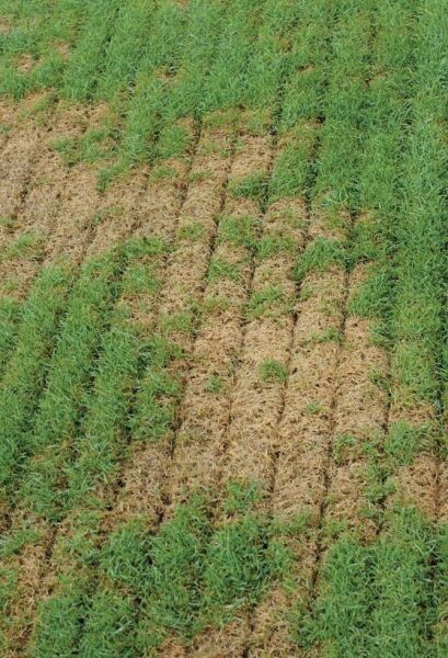 Agrinova JU 949 Benzinli Çekilir Çim Havalandırma Makinesi