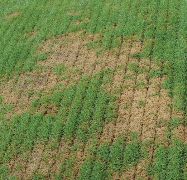 Agrinova JU603B2-RM Benzinli Çim Havalandırma Makinesi